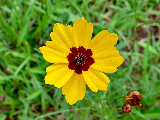 {Coreopsis tinctoria}